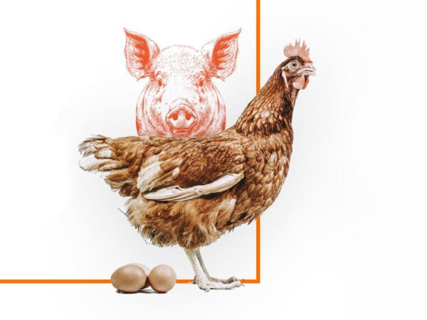 Illustration Tiere Schwein Huhn mit Eiern
